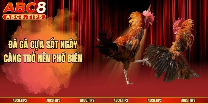 Đá Gà Cựa Sắt - Mãn Nhãn Trong Từng Khoảnh Khắc Thi Đấu 2 Đá gà cựa sắt ngày càng trở nên phổ biến
