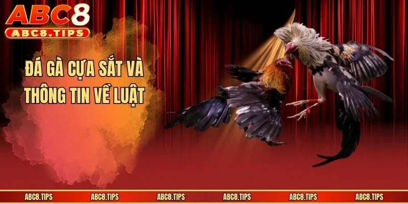 Đá Gà Cựa Sắt - Mãn Nhãn Trong Từng Khoảnh Khắc Thi Đấu 3 Đá gà cựa sắt và thông tin về luật