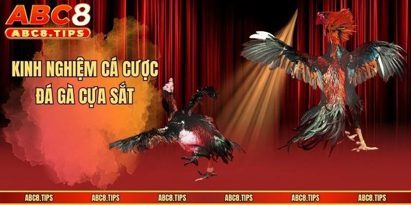 Đá Gà Cựa Sắt - Mãn Nhãn Trong Từng Khoảnh Khắc Thi Đấu 4 Kinh nghiệm cá cược đá gà cựa sắt