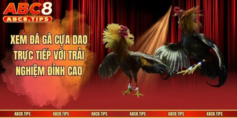 Đá Gà Cựa Dao - Loại Hình Thi Đấu Căng Não, Kịch Tính 4 Xem đá gà cựa dao trực tiếp với trải nghiệm đỉnh cao